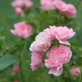The Fairy Shrub Rose (Rosa The Fairy) 2
